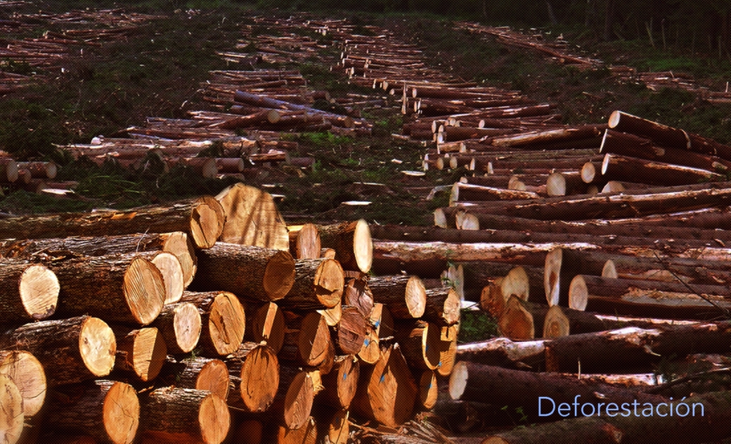 Deforestacion.jpg