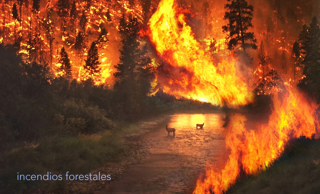 incendiosForestales.jpg
